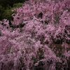 白鳥庭園　しだれ桜　春の花　3月　名古屋市熱田区の観光・撮影スポットの画像と写真