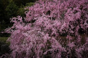 白鳥庭園　しだれ桜　春の花　3月　名古屋市熱田区の観光・撮影スポットの画像と写真