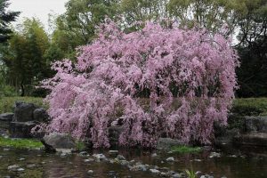 白鳥庭園　しだれ桜　春の花　3月　名古屋市熱田区の観光・撮影スポットの画像と写真