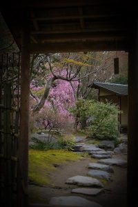 白鳥庭園　しだれ桜　春の花　3月　名古屋市熱田区の観光・撮影スポットの画像と写真