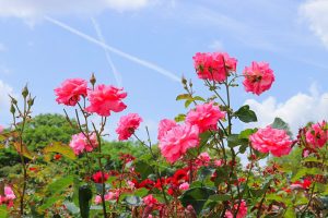 庄内緑地公園・バラ園5月の夏の花・名古屋市西区の観光・撮影スポットの画像と写真