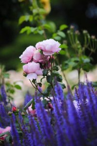 庄内緑地公園・バラ園5月の夏の花・名古屋市西区の観光・撮影スポットの画像と写真