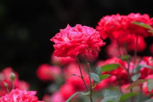 庄内緑地公園・バラ園5月の夏の花・名古屋市西区の観光・撮影スポットの画像と写真