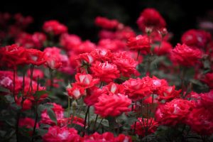 庄内緑地公園・バラ園5月の夏の花・名古屋市西区の観光・撮影スポットの画像と写真