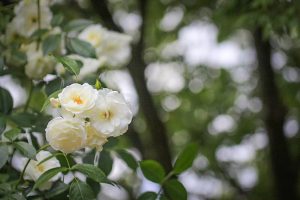 庄内緑地公園・バラ園5月の夏の花・名古屋市西区の観光・撮影スポットの画像と写真