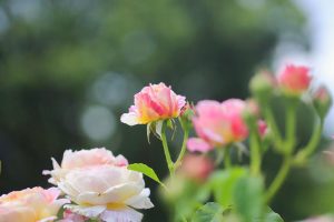 庄内緑地公園・バラ園5月の夏の花・名古屋市西区の観光・撮影スポットの画像と写真