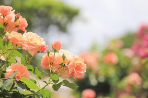 庄内緑地公園・バラ園5月の夏の花・名古屋市西区の観光・撮影スポットの画像と写真