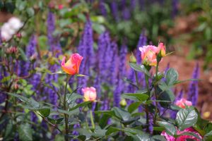 庄内緑地公園・バラ園5月の夏の花・名古屋市西区の観光・撮影スポットの画像と写真