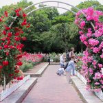 庄内緑地公園・バラ園5月の夏の花・名古屋市西区の観光・撮影スポットの画像と写真