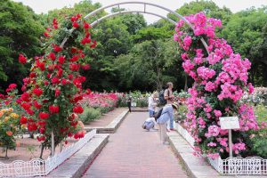 庄内緑地公園・バラ園5月の夏の花・名古屋市西区の観光・撮影スポットの画像と写真