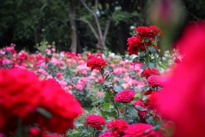 庄内緑地公園・バラ園5月の夏の花・名古屋市西区の観光・撮影スポットの画像と写真