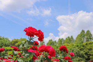 庄内緑地公園・バラ園5月の夏の花・名古屋市西区の観光・撮影スポットの画像と写真