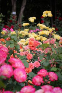庄内緑地公園・バラ園5月の夏の花・名古屋市西区の観光・撮影スポットの画像と写真