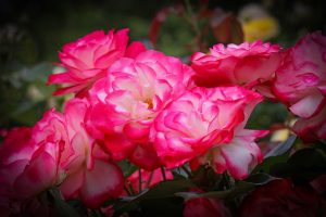 庄内緑地公園・バラ園5月の夏の花・名古屋市西区の観光・撮影スポットの画像と写真