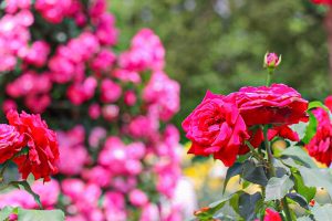 庄内緑地公園・バラ園5月の夏の花・名古屋市西区の観光・撮影スポットの画像と写真