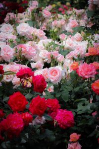庄内緑地公園・バラ園5月の夏の花・名古屋市西区の観光・撮影スポットの画像と写真