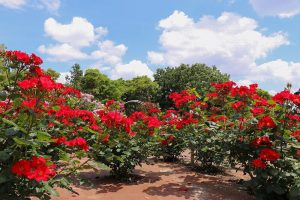 庄内緑地公園・バラ園5月の夏の花・名古屋市西区の観光・撮影スポットの画像と写真