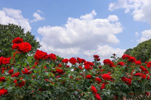 庄内緑地公園・バラ園5月の夏の花・名古屋市西区の観光・撮影スポットの画像と写真