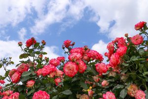 庄内緑地公園・バラ園5月の夏の花・名古屋市西区の観光・撮影スポットの画像と写真