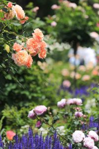 庄内緑地公園・バラ園5月の夏の花・名古屋市西区の観光・撮影スポットの画像と写真