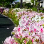 フローラルガーデンよさみ、つつじ、4月の春の花、愛知県刈谷市の観光・撮影スポットの画像と写真