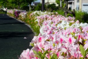 フローラルガーデンよさみ、つつじ、4月の春の花、愛知県刈谷市の観光・撮影スポットの画像と写真