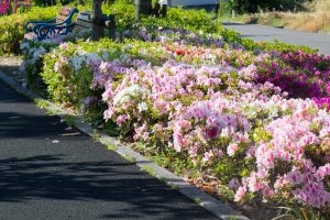 フローラルガーデンよさみ、つつじ、4月の春の花、愛知県刈谷市の観光・撮影スポットの画像と写真