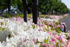 フローラルガーデンよさみ、つつじ、4月の春の花、愛知県刈谷市の観光・撮影スポットの画像と写真