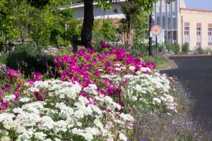 フローラルガーデンよさみ、つつじ、4月の春の花、愛知県刈谷市の観光・撮影スポットの画像と写真