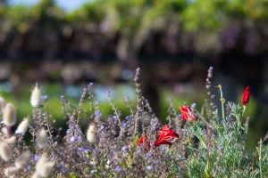 フローラルガーデンよさみ、4月の春の花、愛知県刈谷市の観光・撮影スポットの画像と写真