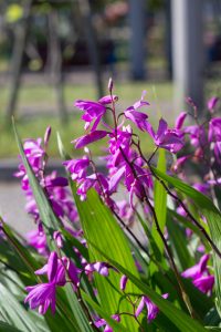 フローラルガーデンよさみ、4月の春の花、愛知県刈谷市の観光・撮影スポットの画像と写真