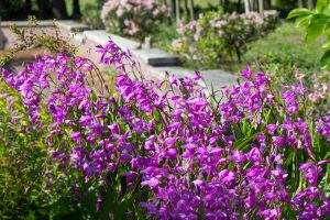 フローラルガーデンよさみ、4月の春の花、愛知県刈谷市の観光・撮影スポットの画像と写真