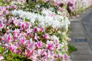 フローラルガーデンよさみ、つつじ、4月の春の花、愛知県刈谷市の観光・撮影スポットの画像と写真