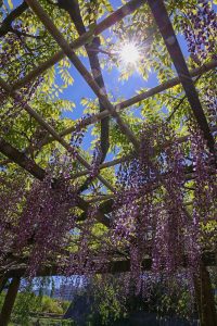 名城公園、藤、5月の夏の花　名古屋市北区の観光・撮影スポットの写真と画像