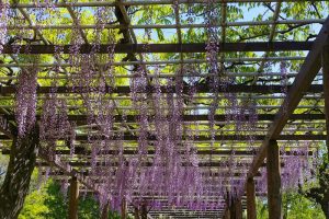 名城公園、藤、5月の夏の花　名古屋市北区の観光・撮影スポットの写真と画像