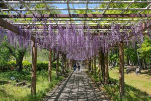 名城公園、藤、5月の夏の花　名古屋市北区の観光・撮影スポットの写真と画像