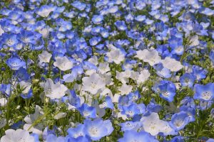 名城公園、ネモフィラ、5月の夏の花　名古屋市北区の観光・撮影スポットの写真と画像