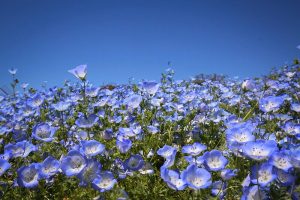 名城公園、ネモフィラ、5月の夏の花　名古屋市北区の観光・撮影スポットの写真と画像