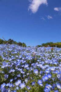 名城公園、ネモフィラ、5月の夏の花　名古屋市北区の観光・撮影スポットの写真と画像