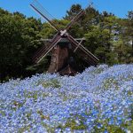 名城公園、ネモフィラ、5月の夏の花　名古屋市北区の観光・撮影スポットの写真と画像