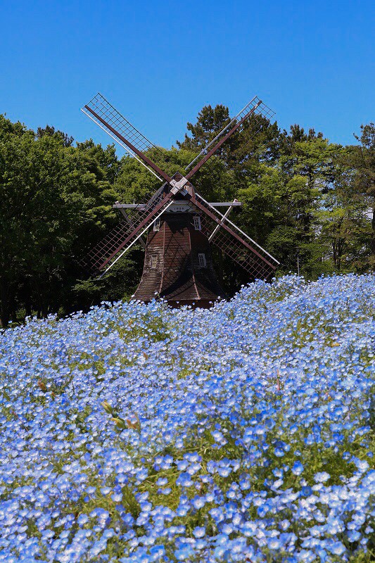 名城公園、ネモフィラ、5月の夏の花　名古屋市北区の観光・撮影スポットの写真と画像