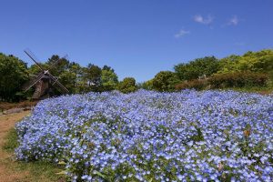 名城公園、ネモフィラ、5月の夏の花　名古屋市北区の観光・撮影スポットの写真と画像