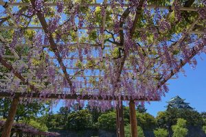 名城公園、藤、5月の夏の花　名古屋市北区の観光・撮影スポットの写真と画像