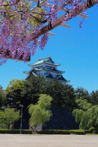名城公園、藤、5月の夏の花　名古屋市北区の観光・撮影スポットの写真と画像