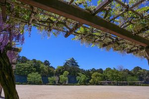 名城公園、藤、5月の夏の花　名古屋市北区の観光・撮影スポットの写真と画像