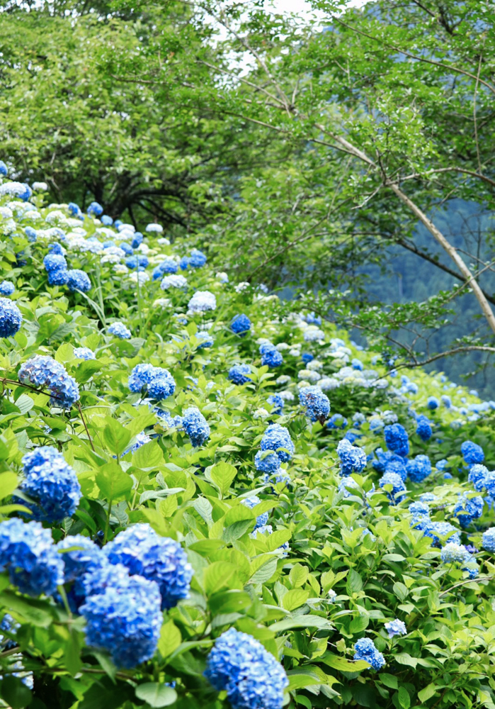 21世紀の森公園 あじさい 岐阜県関市の観光 撮影スポットの名所 東海カメラマップ