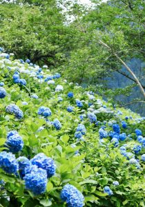 21世紀の森公園、あじさい、2019年6月、夏の花、岐阜県関市の観光・撮影スポットの画像と写真