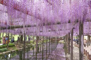 天王川公園の藤　5月の夏の花　愛知県津島市の観光・撮影スポットの画像と写真