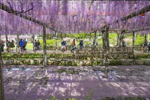 天王川公園の藤　5月の夏の花　愛知県津島市の観光・撮影スポットの画像と写真