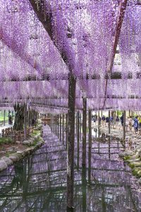 天王川公園の藤　5月の夏の花　愛知県津島市の観光・撮影スポットの画像と写真